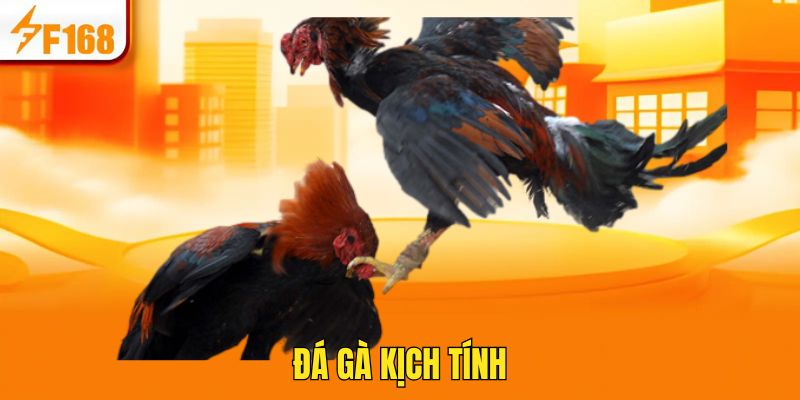 Không gian đá gà có nhiều trận đấu được tổ chức mỗi ngày cho bạn